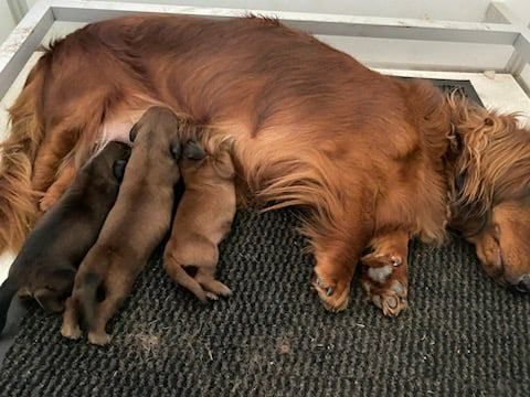 chiot Teckel poil long De La Cité Des Cerbères