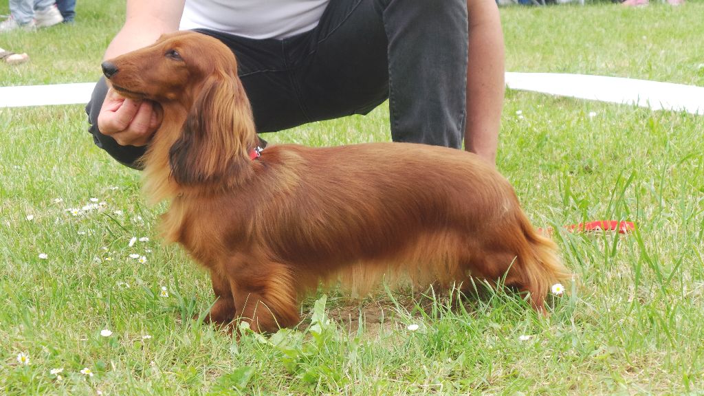 Lytonia' Von lawranshome