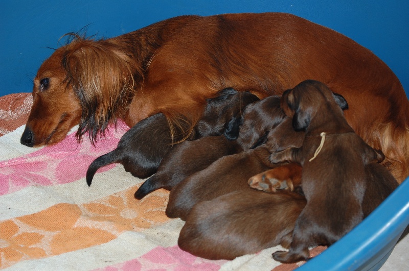 CHIOTS BILITYS X AMJAD VON LAWRANSHOME
