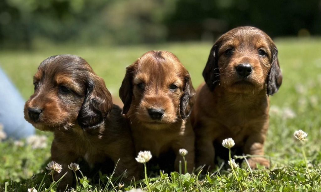Chiot Teckel poil long De La Cité Des Cerbères