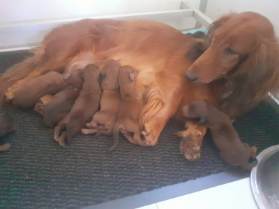 CHIOT 1
