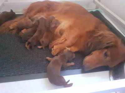 CHIOT 4
