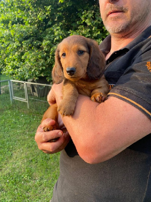 CHIOT 3